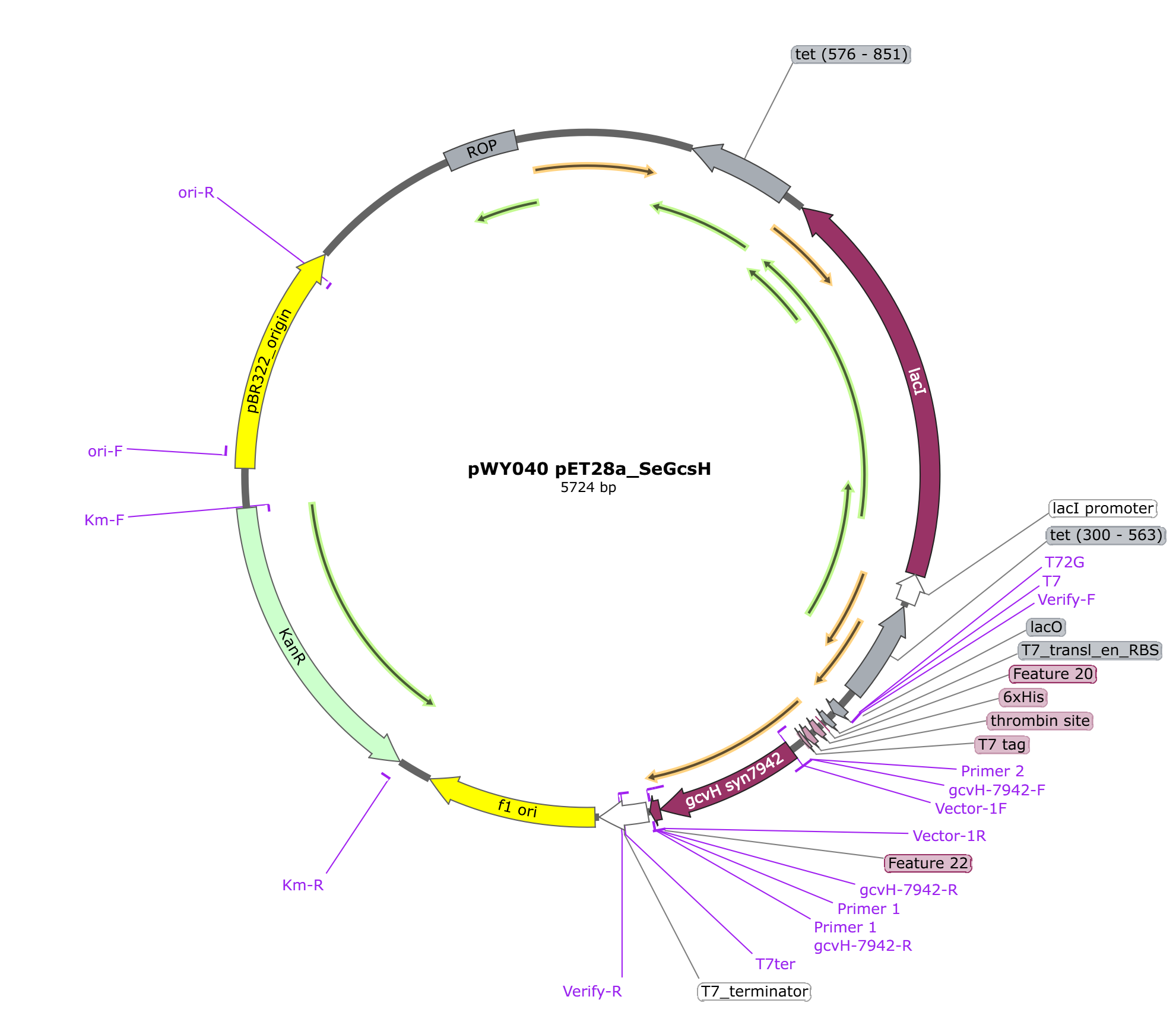 pWY040 pET28a_SeGcsH载体图谱.png